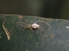 Theridiidae