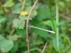 Agriocnemis lacteola