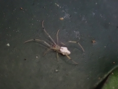 Theridiidae