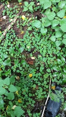 Oxalis acetosella