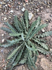 Mentzelia laevicaulis