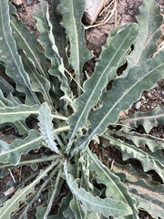 Mentzelia laevicaulis