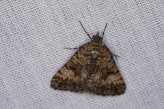 Dichromodes anelictis