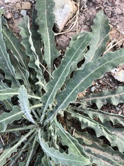 Mentzelia laevicaulis