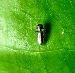 Agrilus