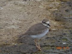 Charadrius placidus