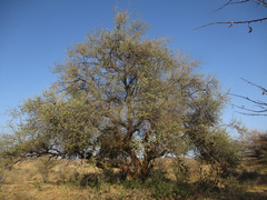 Combretum