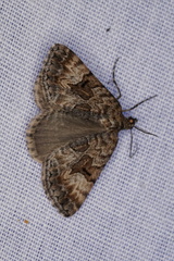 Dichromodes anelictis