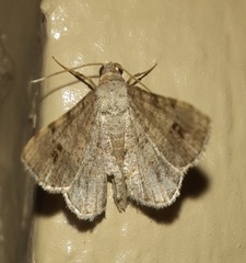 Frederickia nigricomma