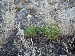 Raillardella scaposa