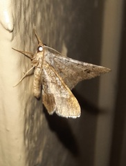 Frederickia nigricomma