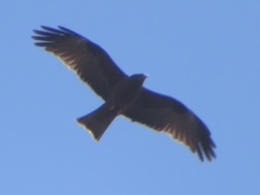 Milvus migrans parasitus