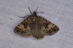 Dichromodes anelictis