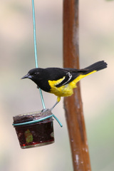 Icterus parisorum
