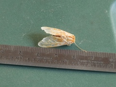 Lophocampa roseata