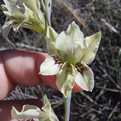 Gladiolus griseus