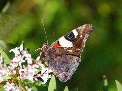 Vanessa itea