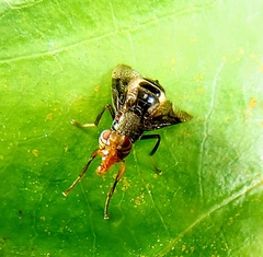 Tephritoidea