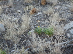 Raillardella scaposa