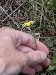 Hypoxis juncea
