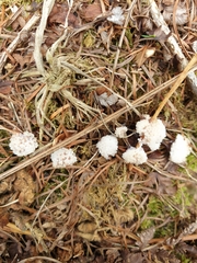 Didymium mucilago