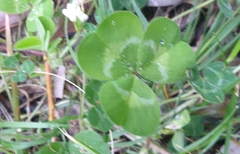 Trifolium subterraneum