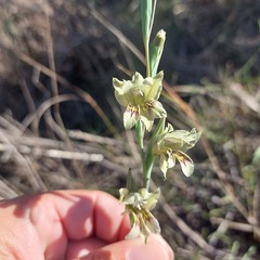 Gladiolus griseus
