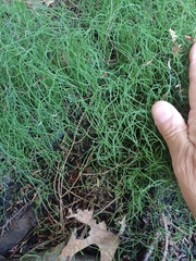 Equisetum scirpoides