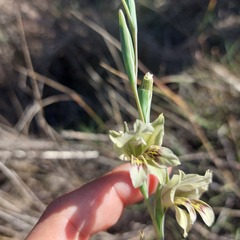 Gladiolus griseus