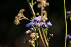 Ageratum