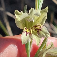 Gladiolus griseus