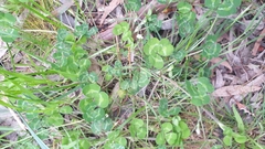 Trifolium subterraneum
