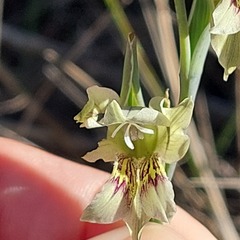 Gladiolus griseus