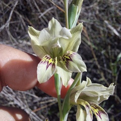 Gladiolus griseus