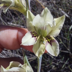 Gladiolus griseus