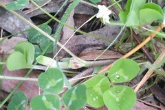 Trifolium subterraneum