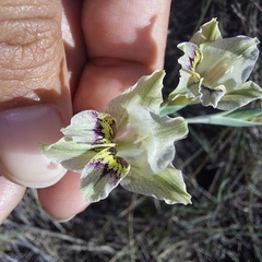 Gladiolus griseus