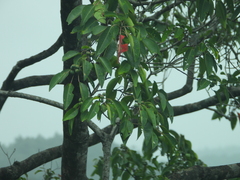 Triadica cochinchinensis