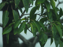 Triadica cochinchinensis