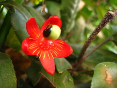 Ochna