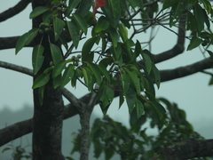 Triadica cochinchinensis