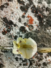 Gladiolus patersoniae