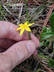 Hypoxis juncea