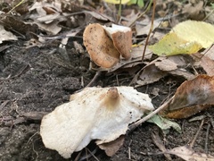 Polyporus radicatus