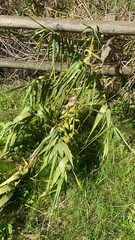 Arundo donax