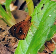 Iambrix salsala salsala