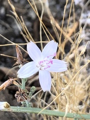 Stephanomeria pauciflora