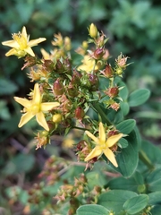 Hypericum tetrapterum