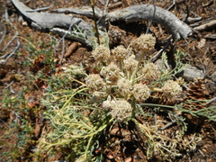 Angelica capitellata