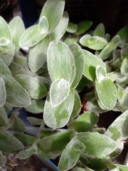 Tradescantia sillamontana